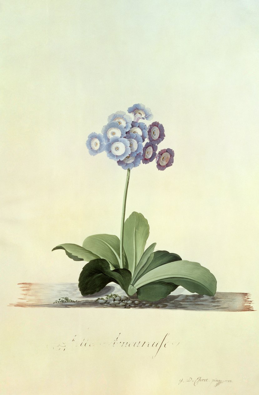 Fille Amoureuse (Blue Auricula) de Georg Dionysius Ehret