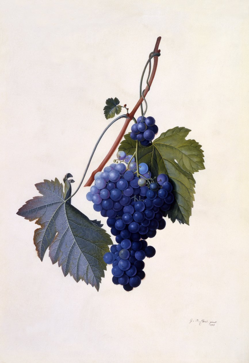 Uvas, c.1747 de Georg Dionysius Ehret
