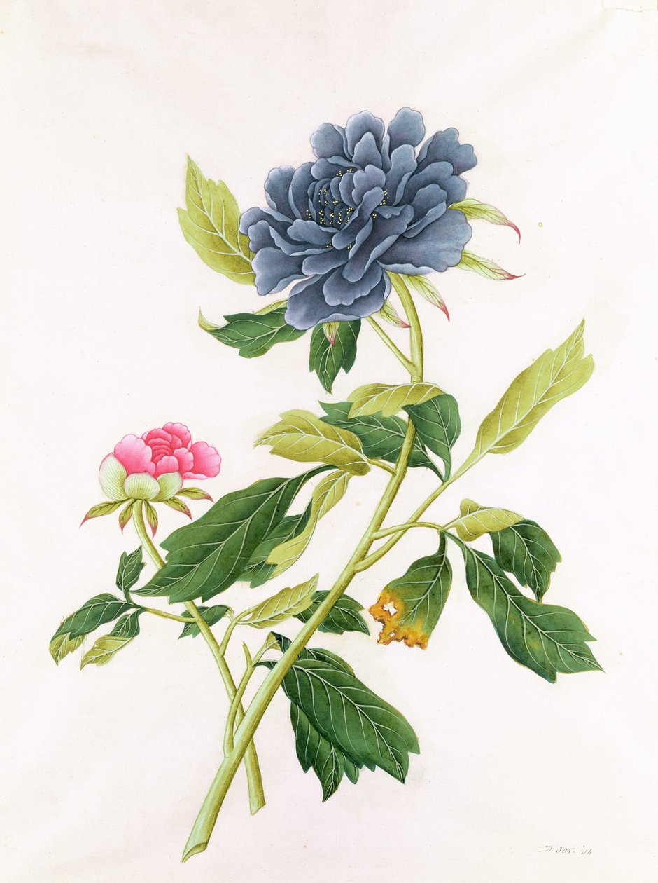 Peonía de Georg Dionysius Ehret