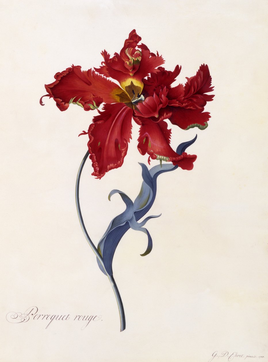 Perroquet Rouge, c.1744 de Georg Dionysius Ehret