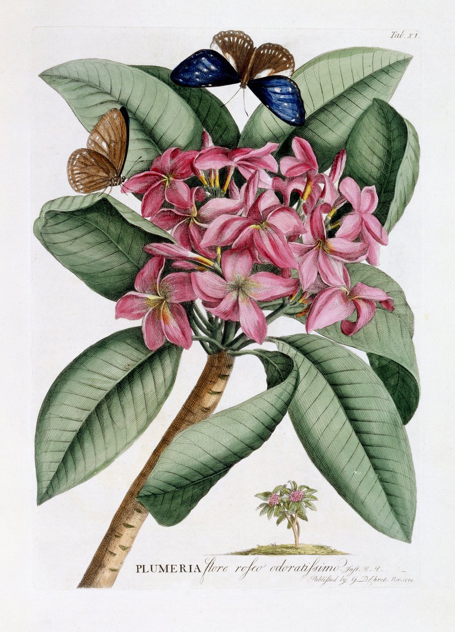 Plumeria, c.1749 (grabado coloreado a mano) de Georg Dionysius Ehret