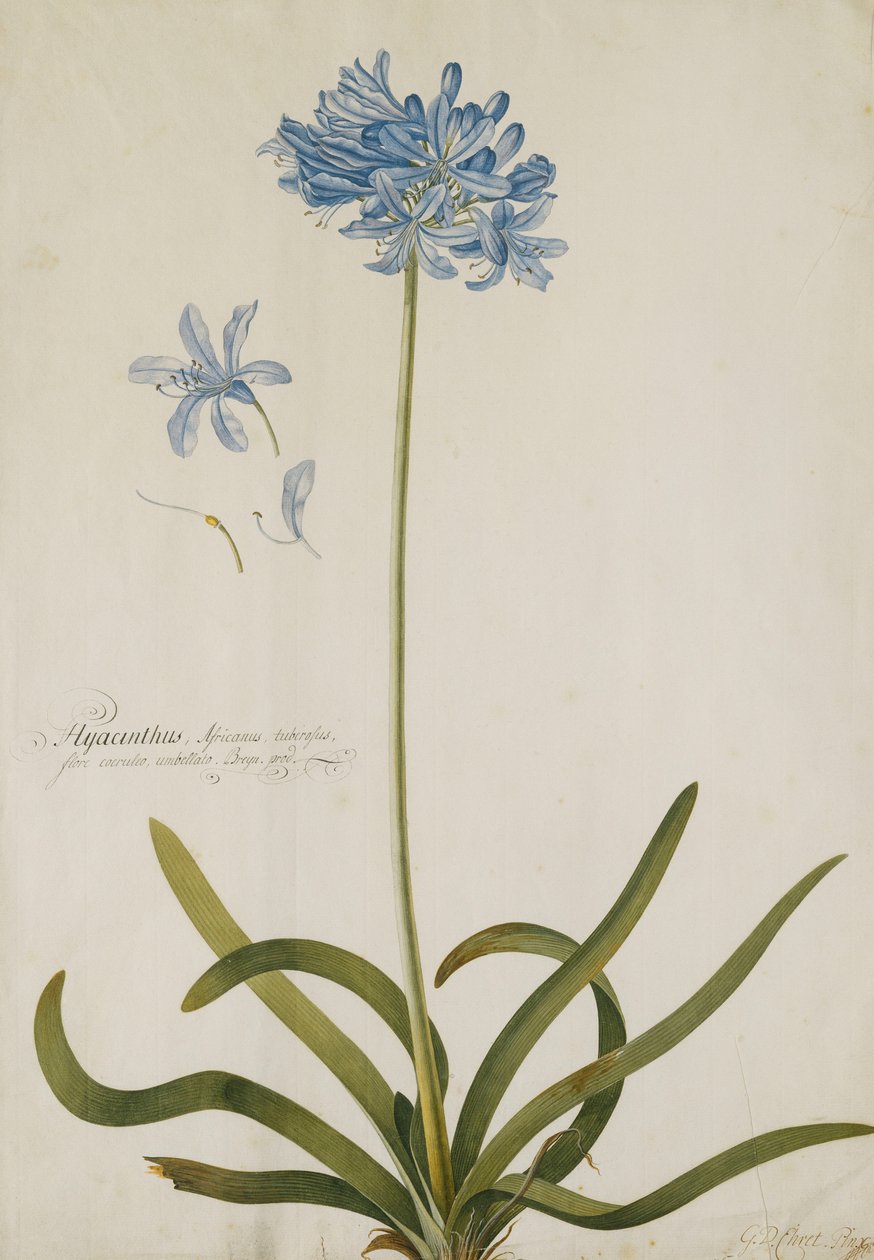 Agapanto de Georg Dionysius Ehret