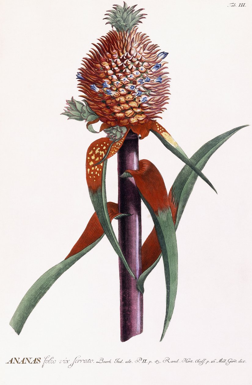 Ananas de Georg Dionysius Ehret