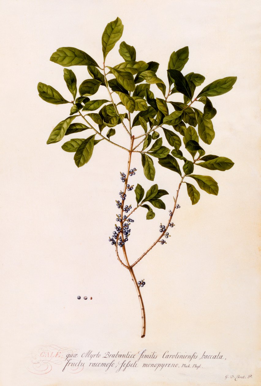 Arrayán o mirto de "Georg Dionysius Ehret