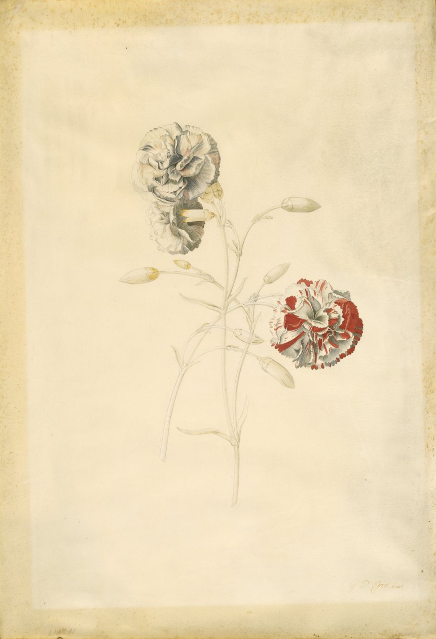 Claveles de Georg Dionysius Ehret