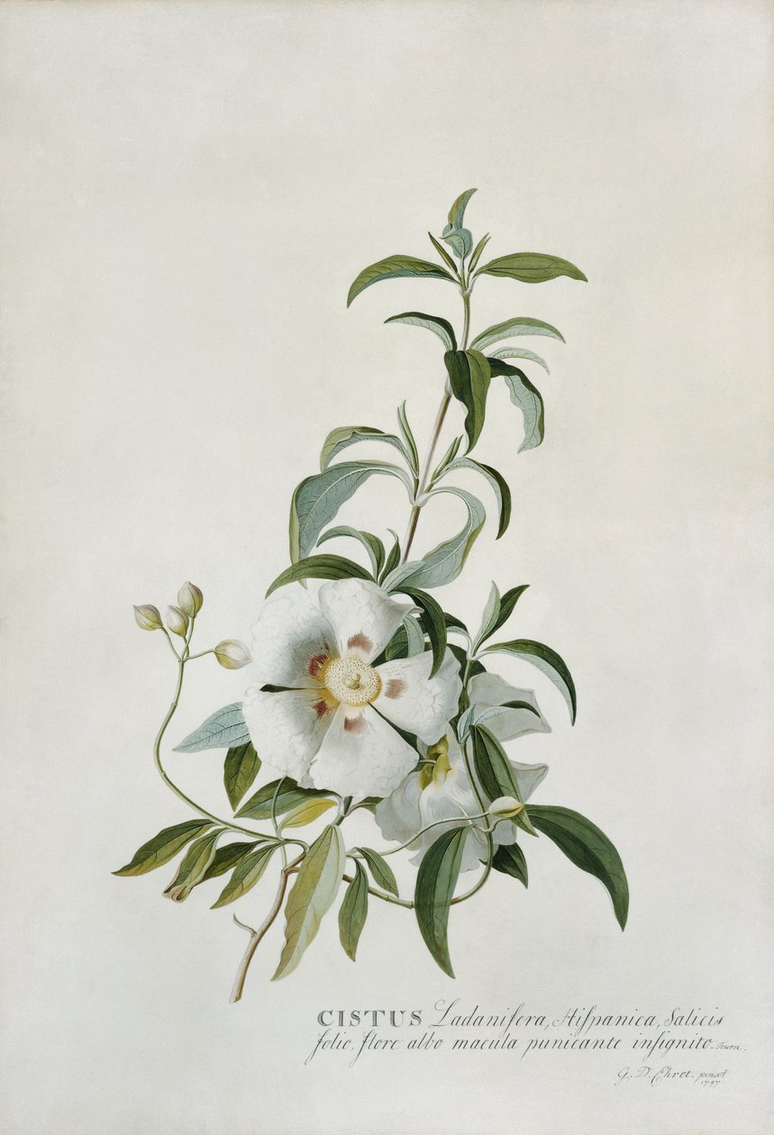 Cistus de Georg Dionysius Ehret