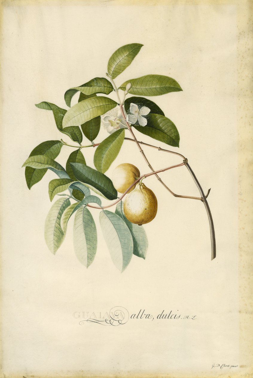 Guayaba de Georg Dionysius Ehret