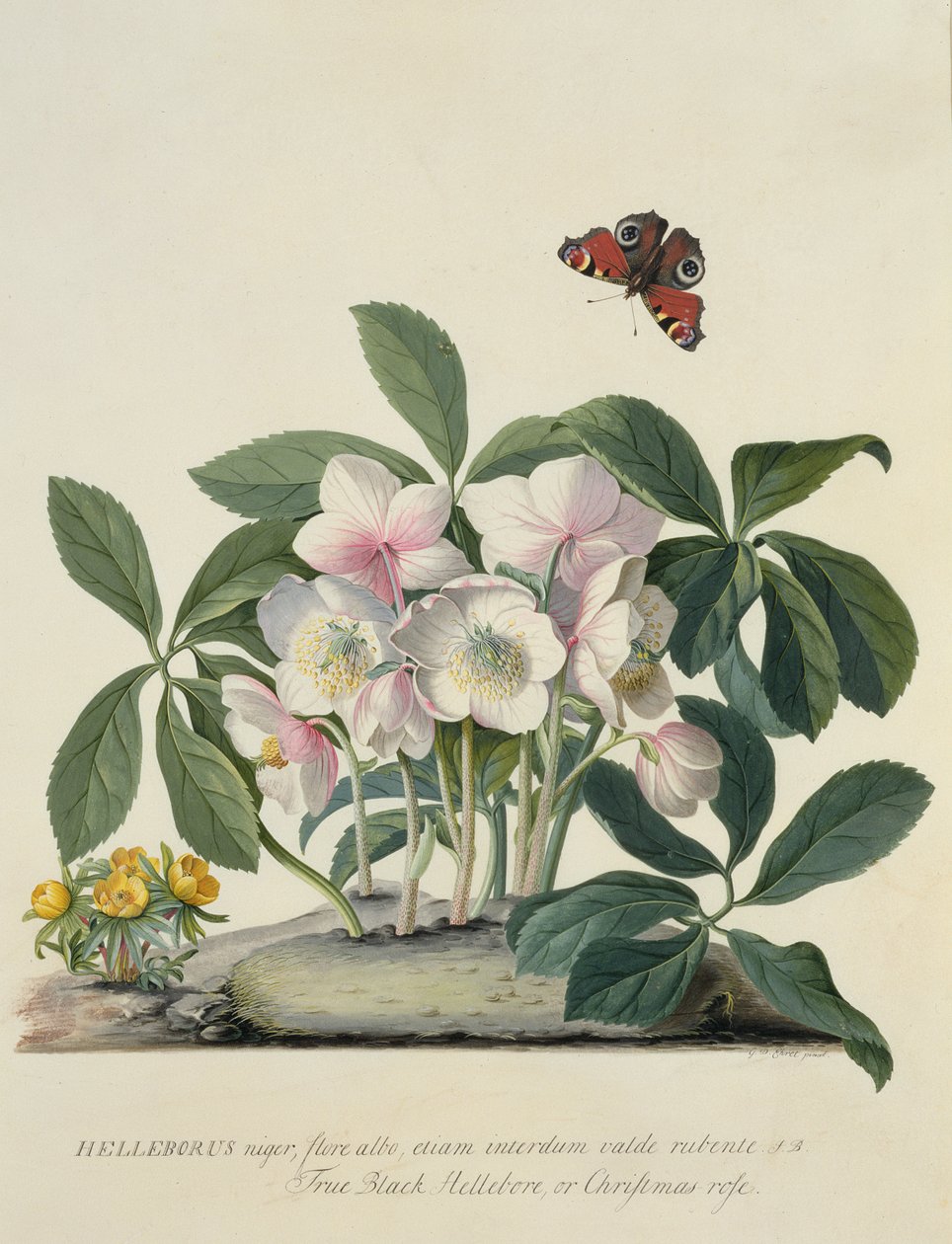 Helleborus Niger de Georg Dionysius Ehret