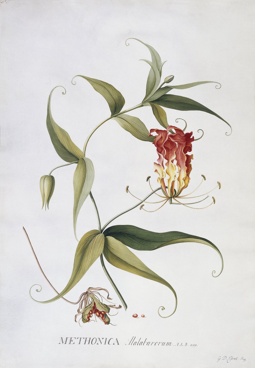 Methonica de Georg Dionysius Ehret