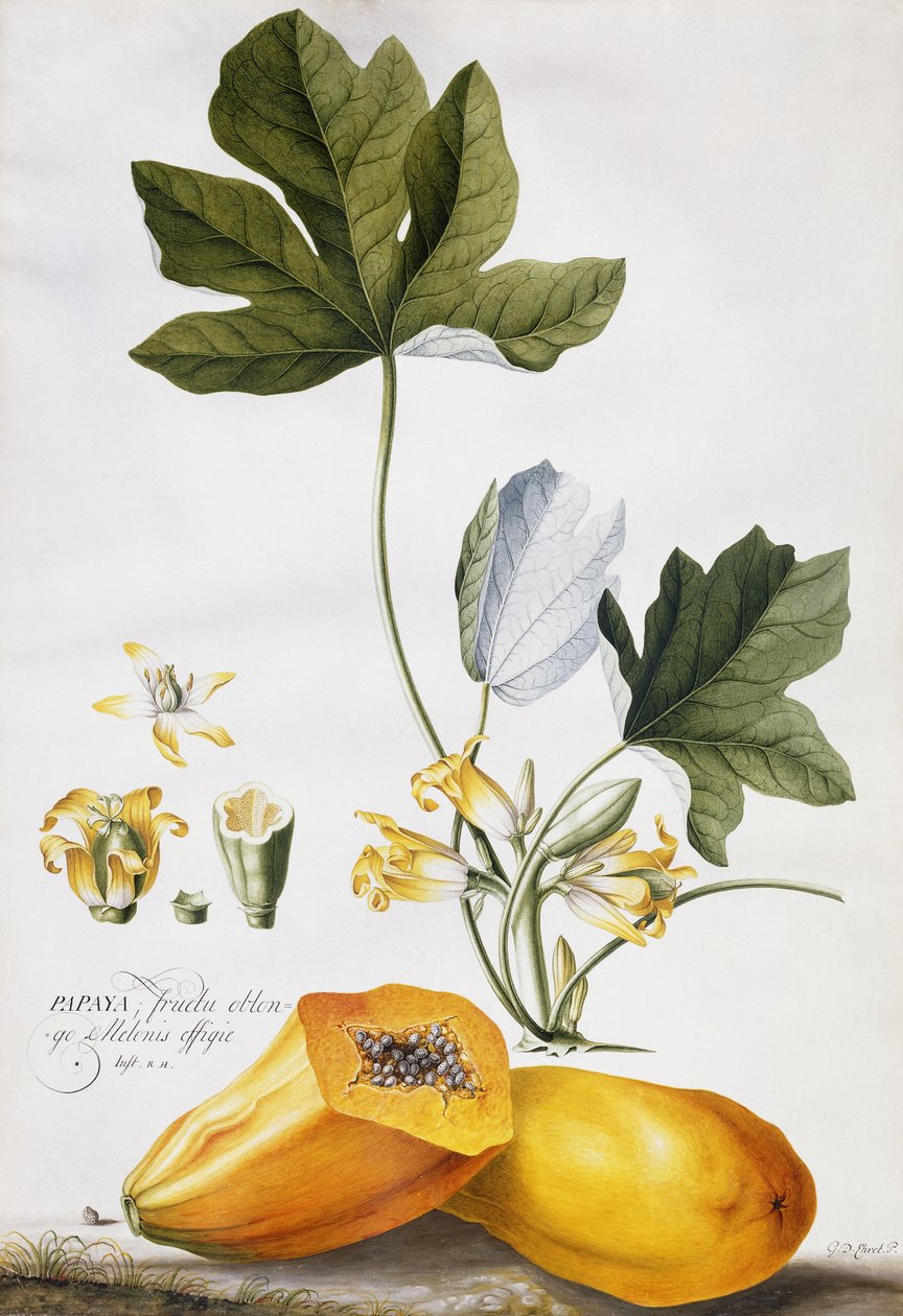 Papaya de Georg Dionysius Ehret