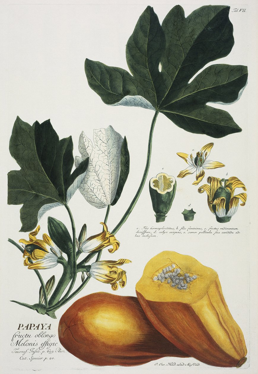 Papaya de Georg Dionysius Ehret