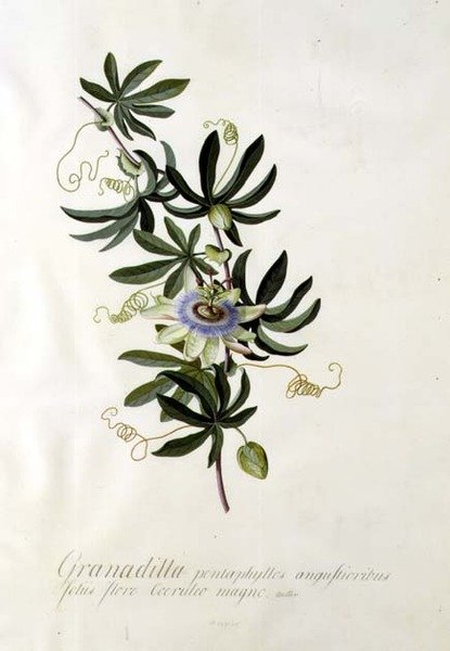 Flor de la pasión de Georg Dionysius Ehret
