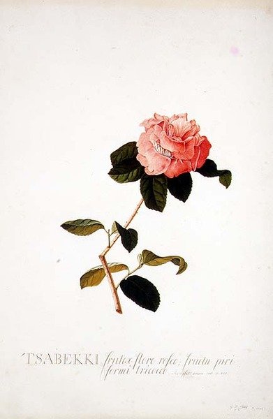 Rosa Tsabekki de Georg Dionysius Ehret