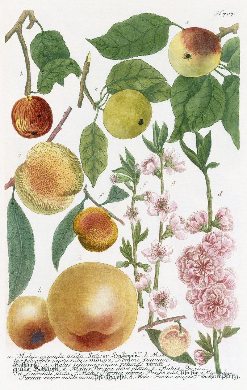 Varias Manzanas de Georg Dionysius Ehret