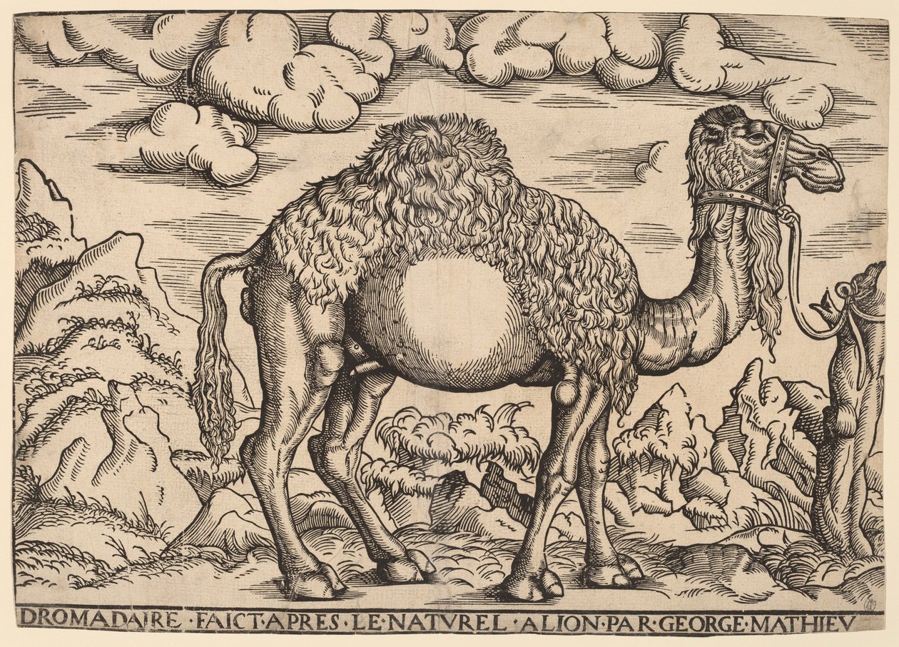 Un Dromedario de Georg Mattheus