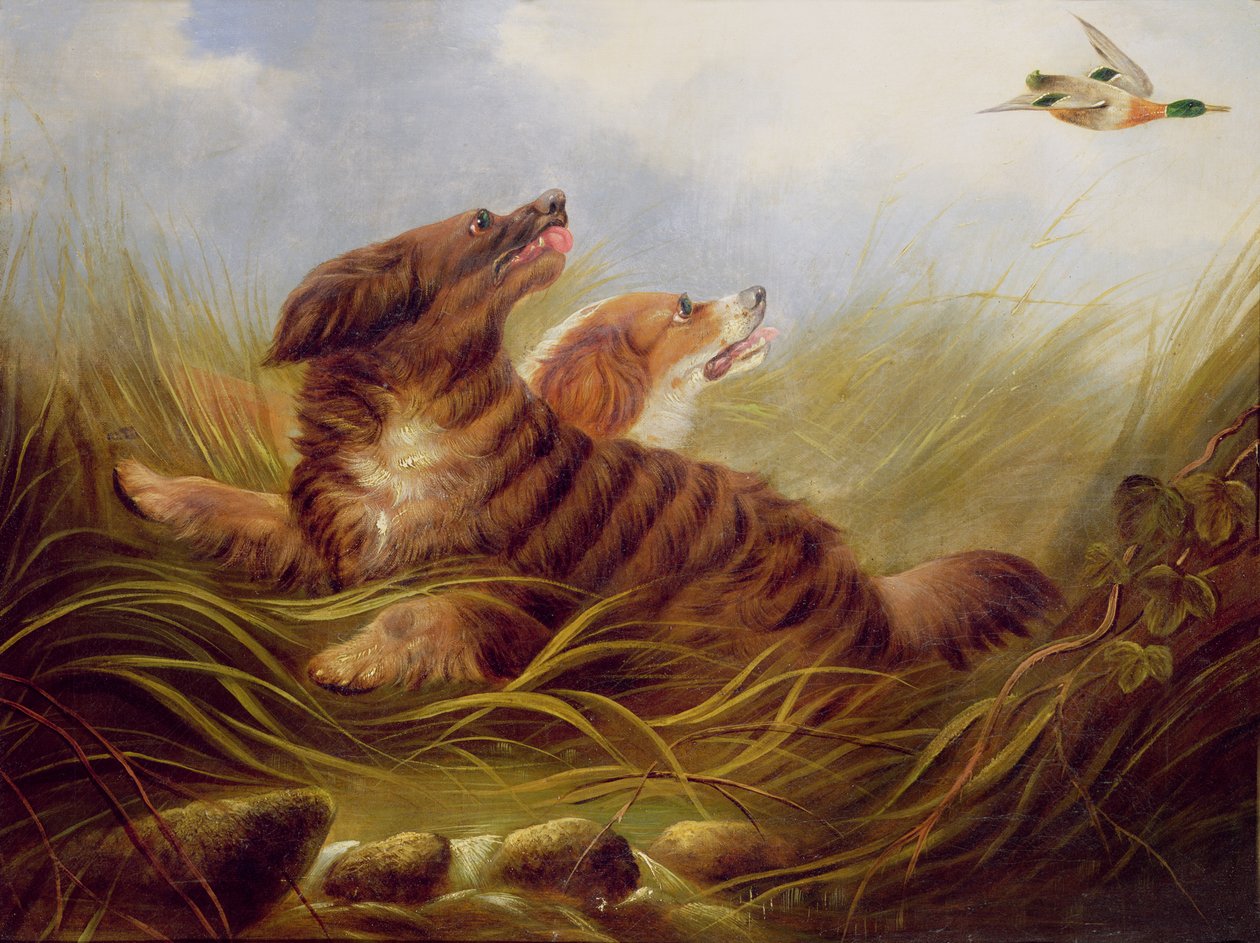 Spaniels Azotando de George Armfield