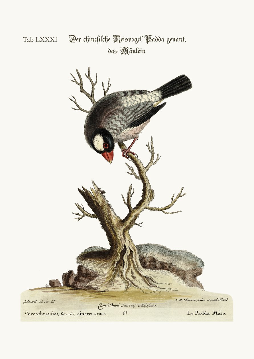 El Padda o pájaro de arroz, 1749-73 de George Edwards