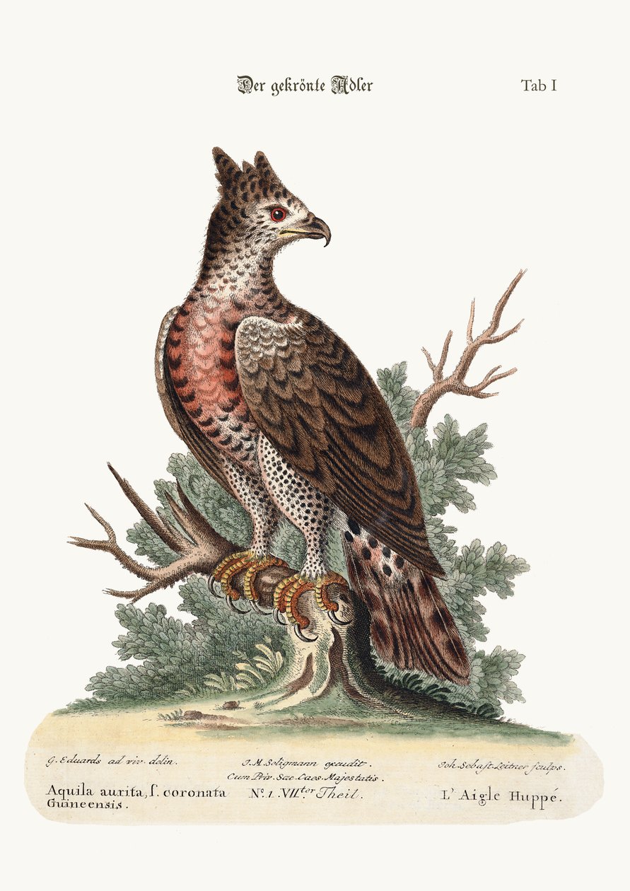 El águila coronada, 1749-73 de George Edwards