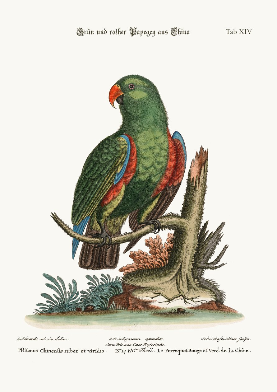 El loro verde y rojo de China, 1749-73 de George Edwards