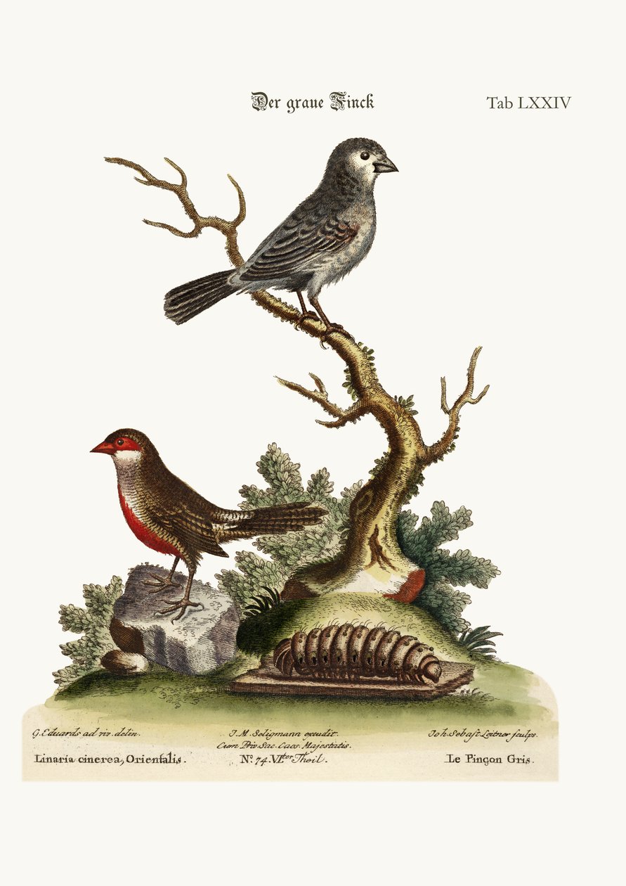 El pinzón gris. El Wax Bill, 1749-73 de George Edwards