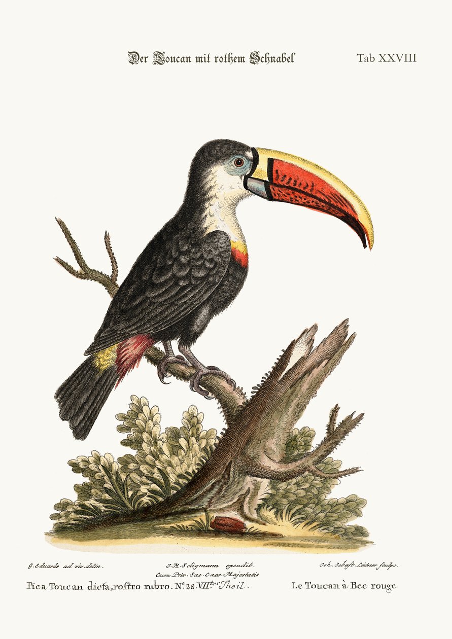 El Tucán de Pico Rojo, 1749-73 de George Edwards