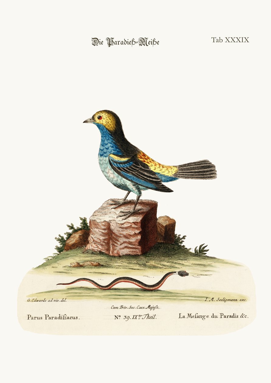 El ratón de paraíso, 1749-73 de George Edwards