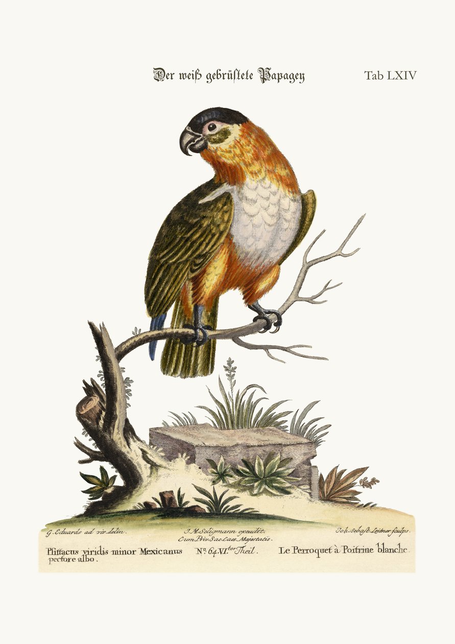El Loro de Pecho Blanco, 1749-73 de George Edwards