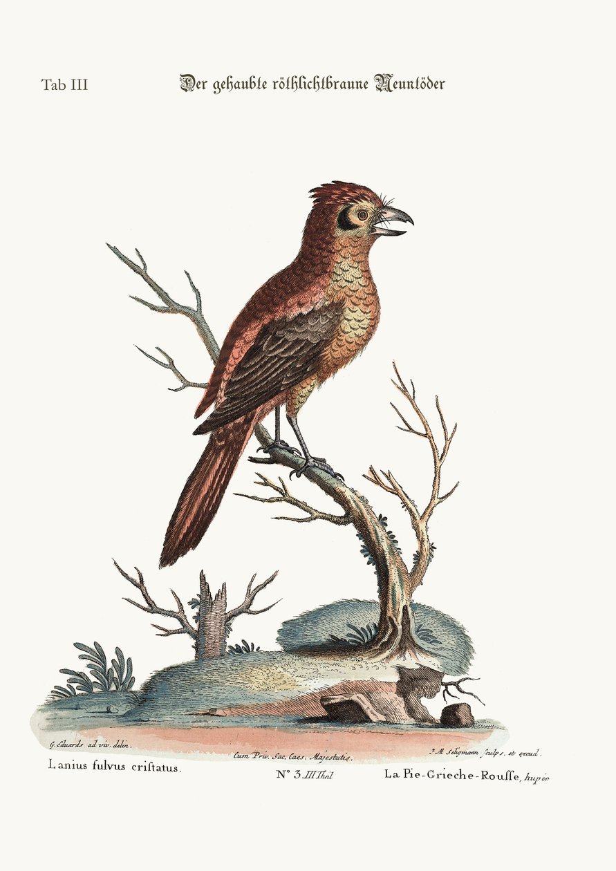 El Pájaro Carnicero Rojo o Ruso Crestado, 1749-73 de George Edwards