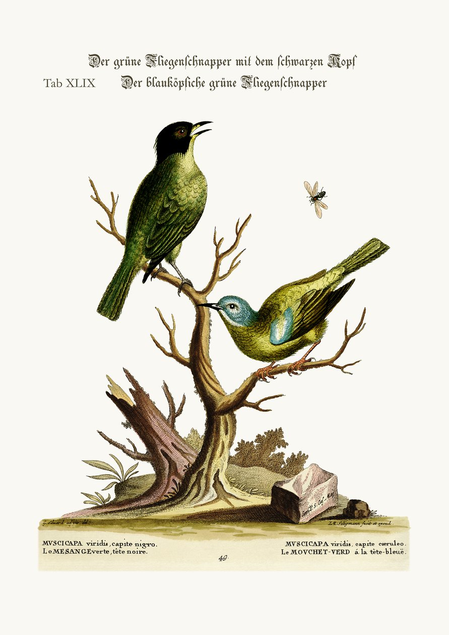 El Papamoscas de Capucha Verde. El Papamoscas Verde de Cabeza Azul, 1749-73 de George Edwards