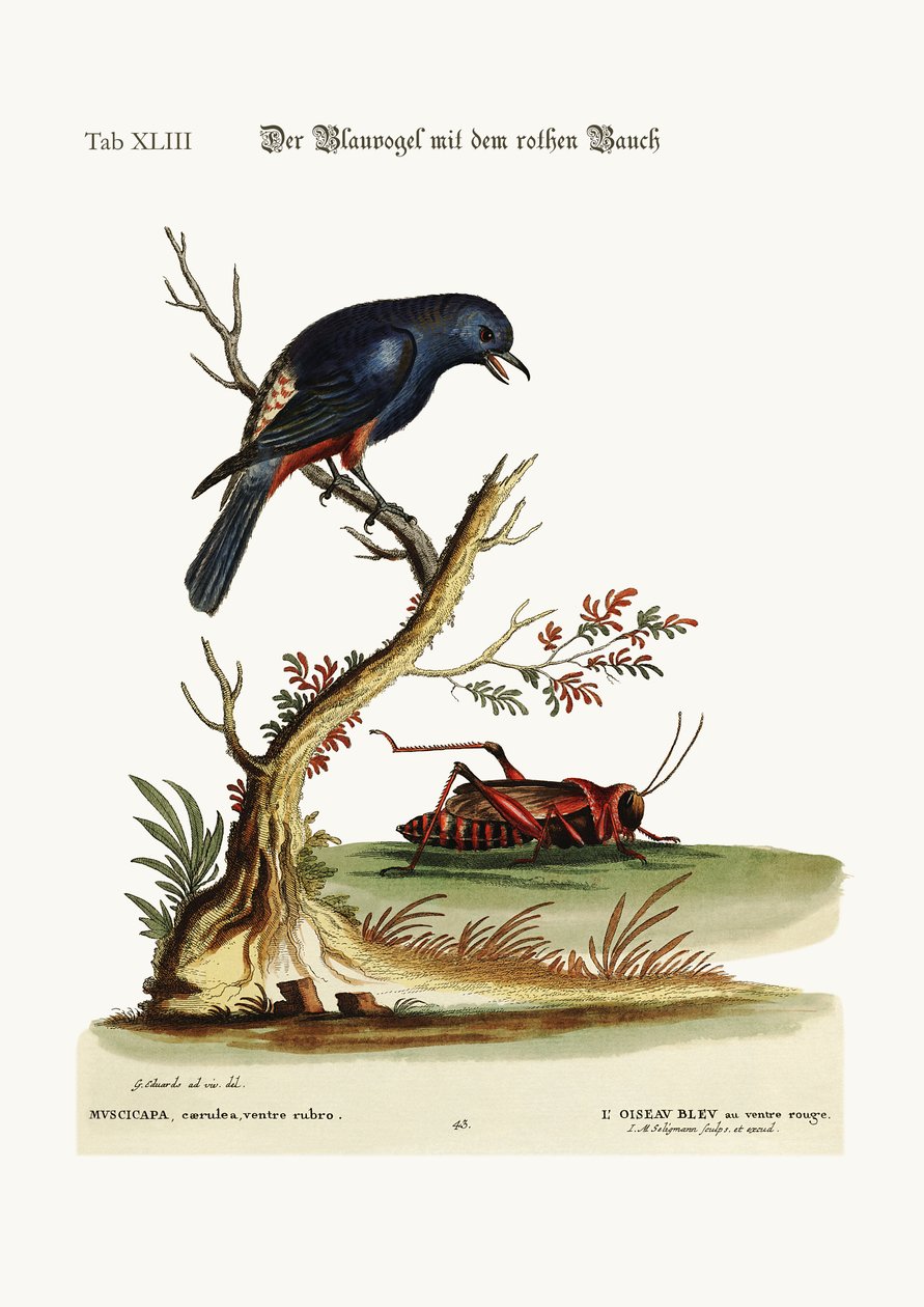 El pájaro azul de vientre rojo, 1749-73 de George Edwards