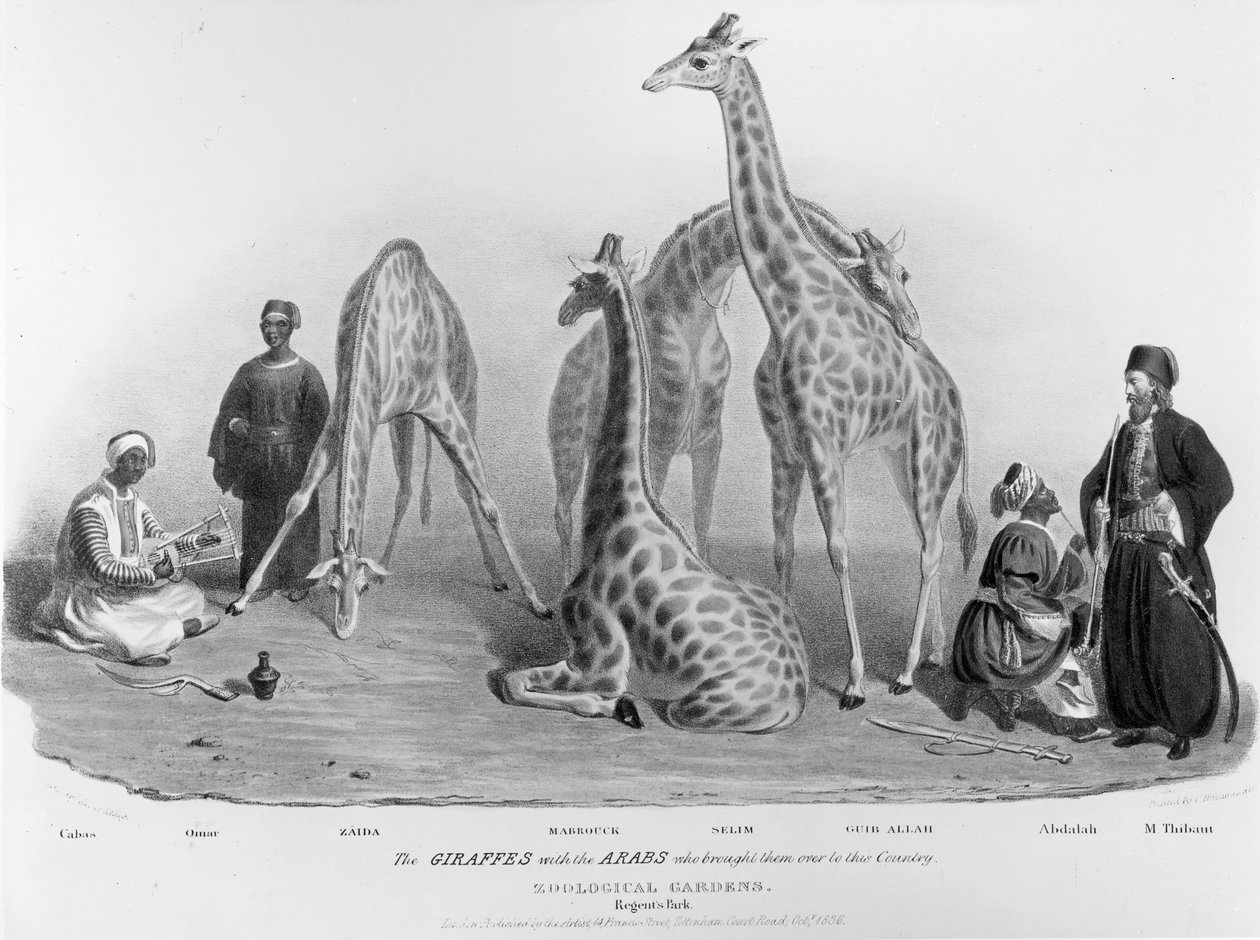Las jirafas con los árabes que las trajeron a este país, Jardines Zoológicos, Regent