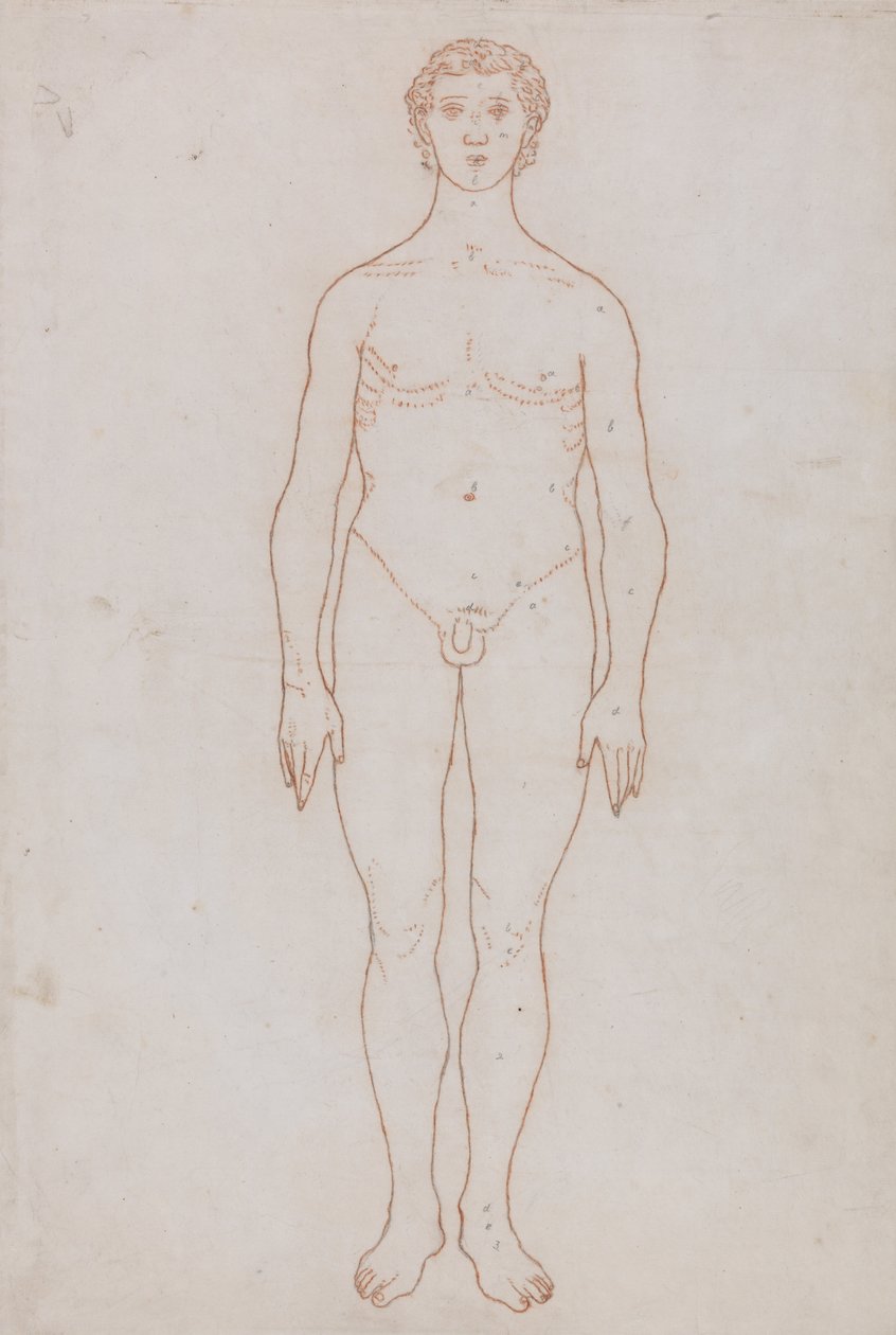 Exposición anatómica comparativa de la estructura del cuerpo humano con la de un tigre y un co... de George Stubbs