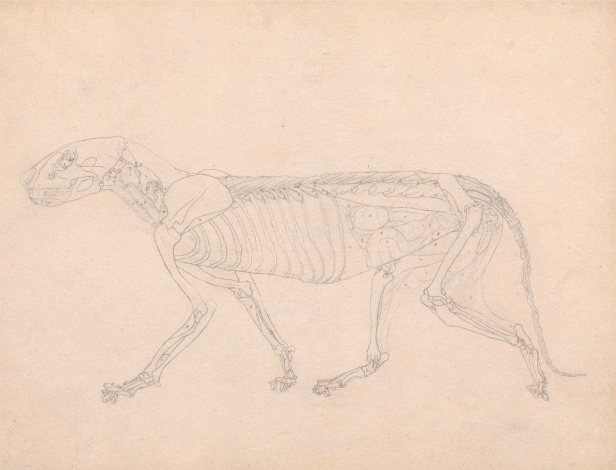 Exposición anatómica comparativa de la estructura del cuerpo humano con la de un tigre y un co... de George Stubbs