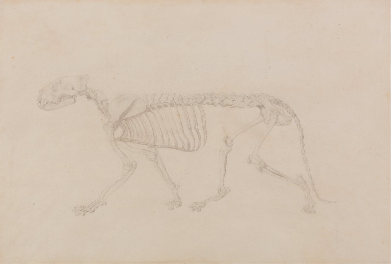 Exposición anatómica comparativa de la estructura del cuerpo humano con la de un tigre y una vaca de George Stubbs