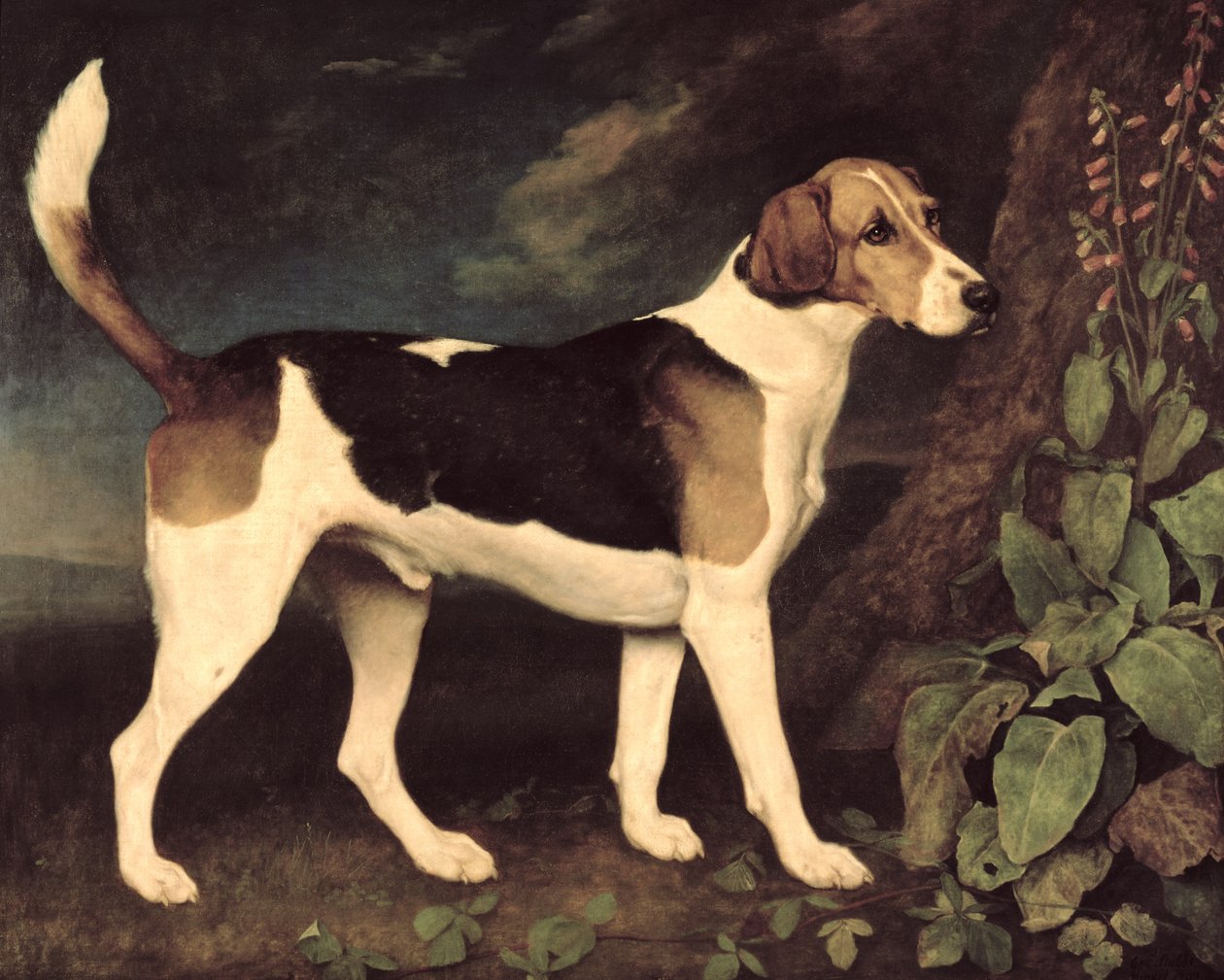 Ringwood, un sabueso de Brocklesby, 1792 de George Stubbs