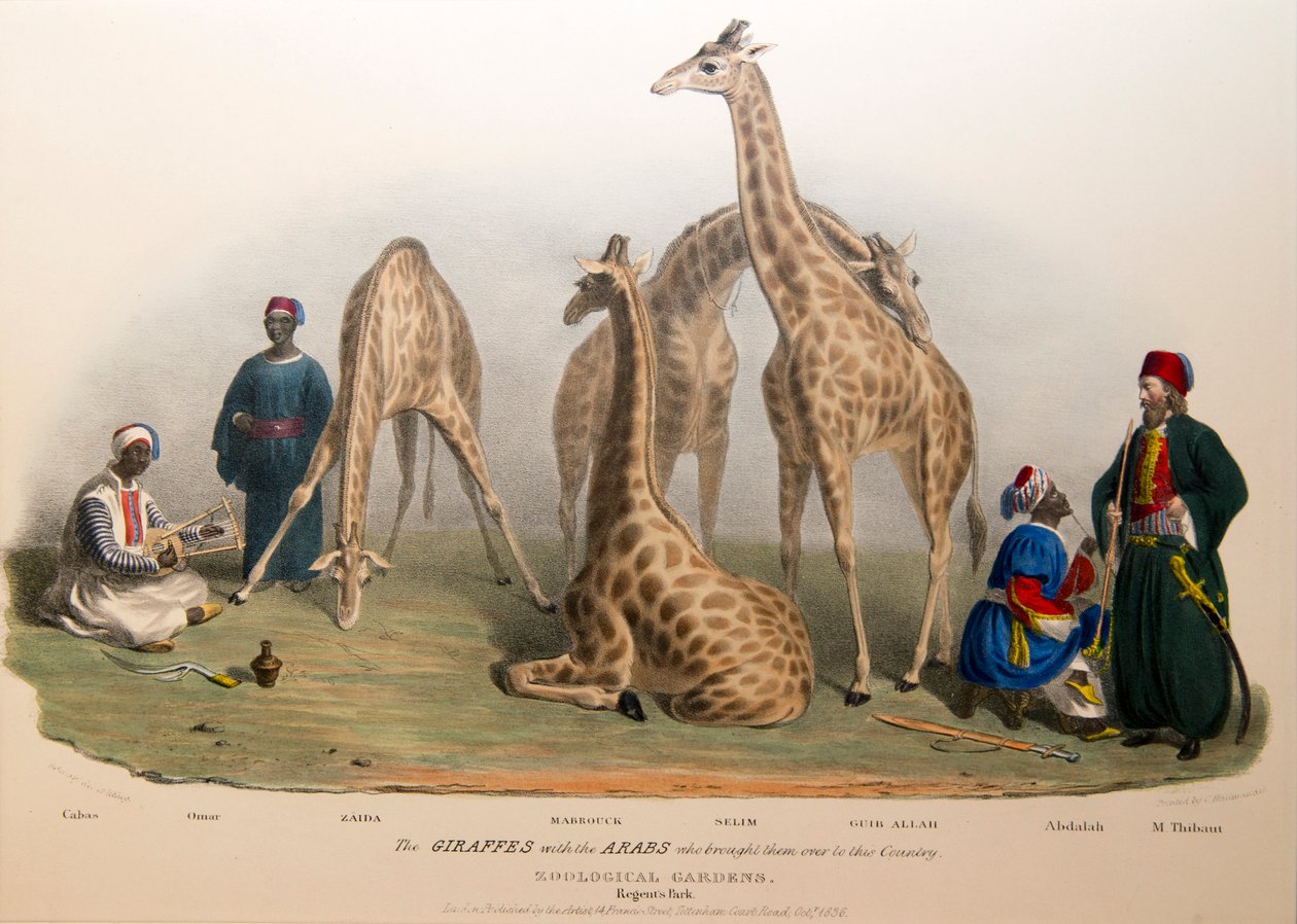 Las jirafas con los árabes, 1836 de George the Elder Scharf