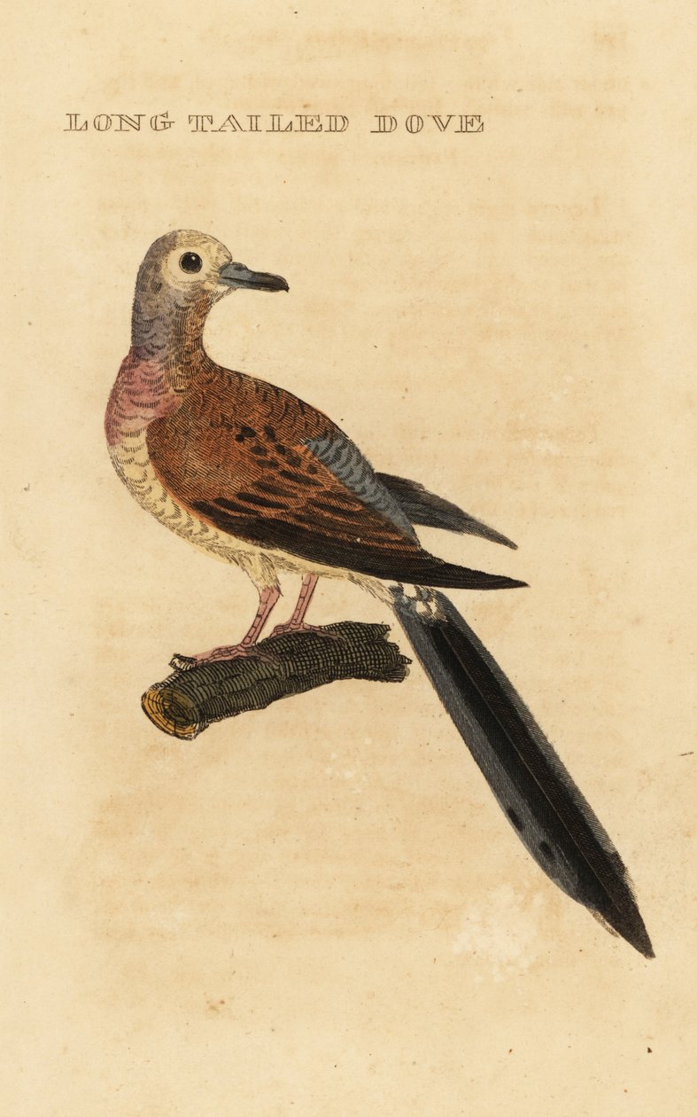 Tórtola triste, Zenaida macroura de George (after) Edwards