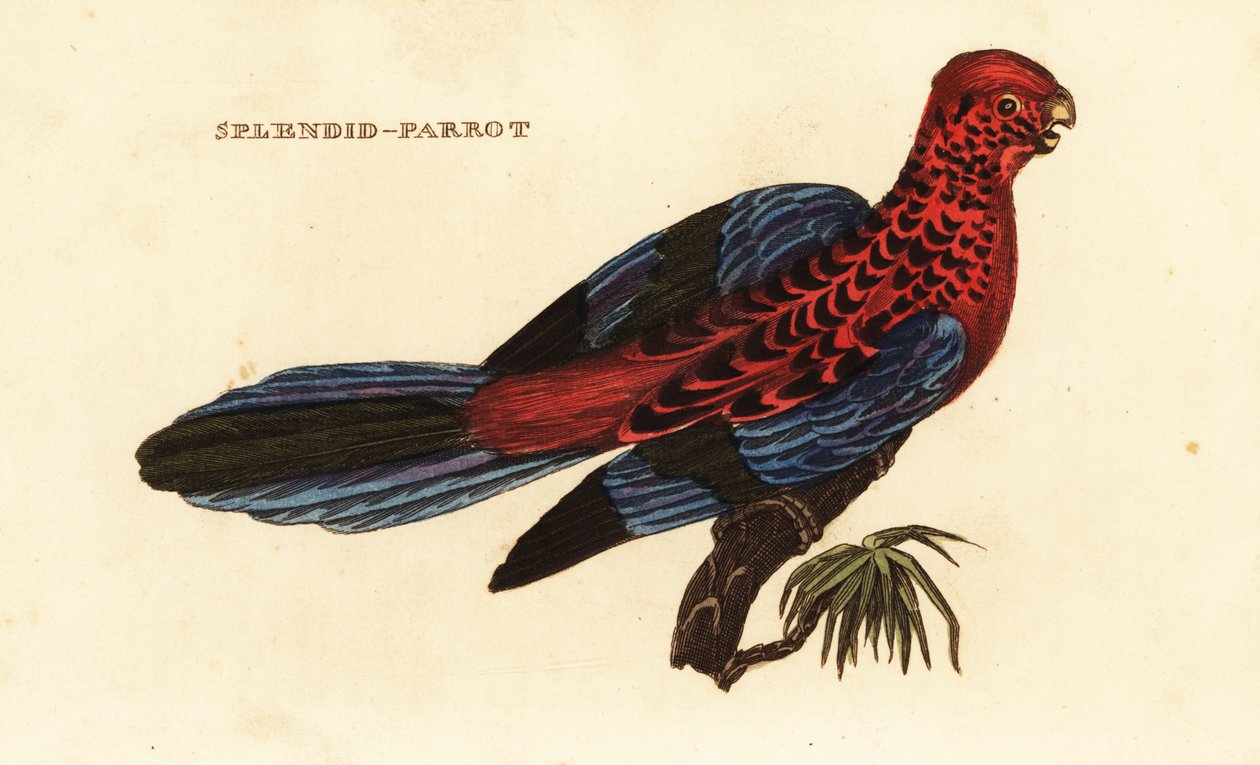 Rosella carmesí, Platycercus elegans de George (after) Shaw
