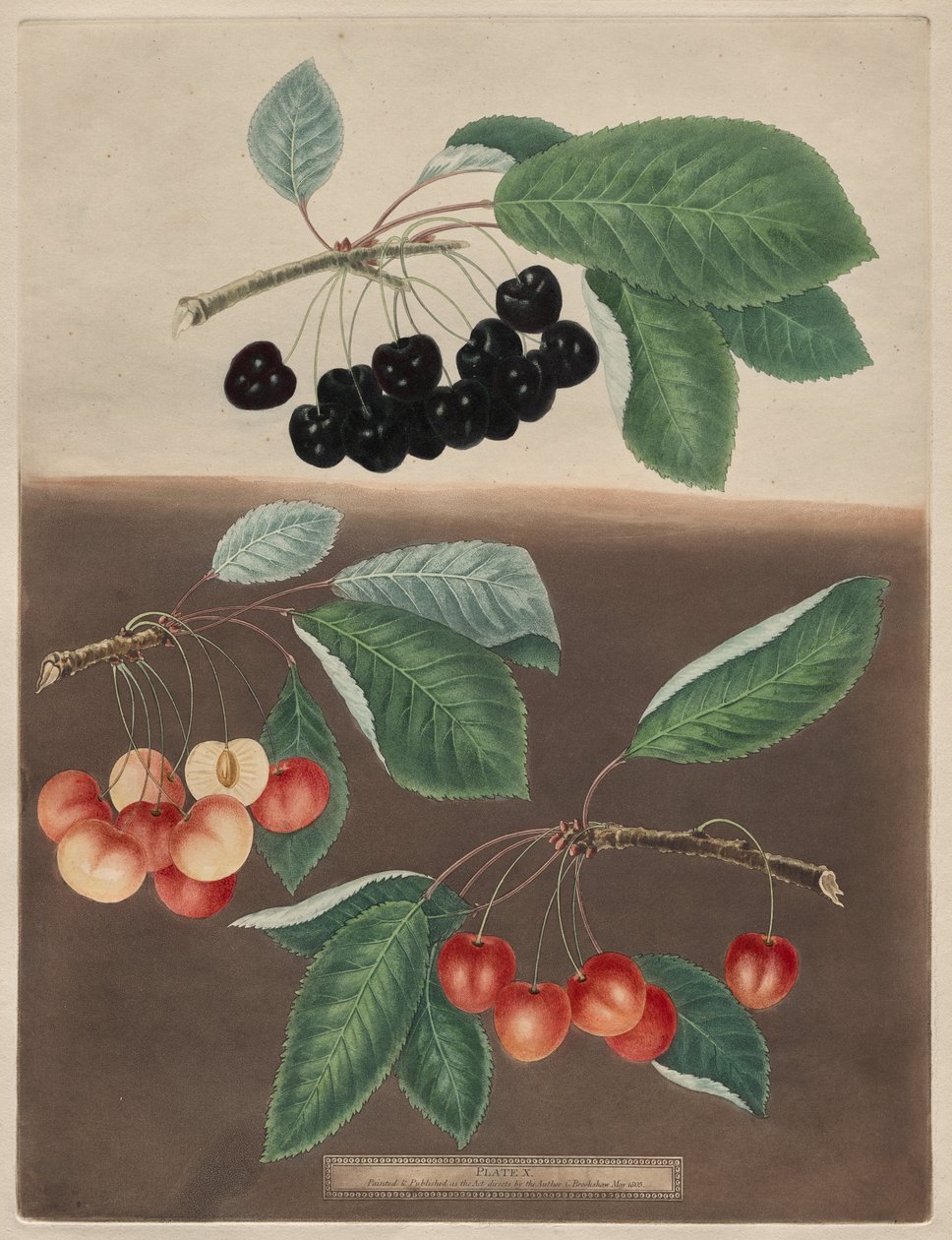 Pomona Britannica: No. 10 - Cerezas de George Brookshaw