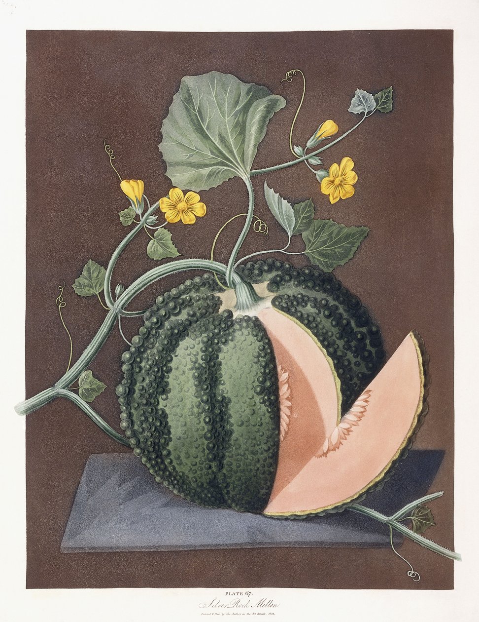 Melón de Roca Plateado, 1812 de George Brookshaw