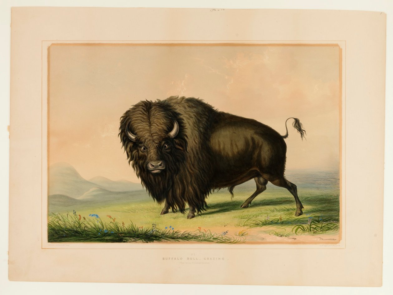 Pastoreo de toros búfalo--no.2 de George Catlin