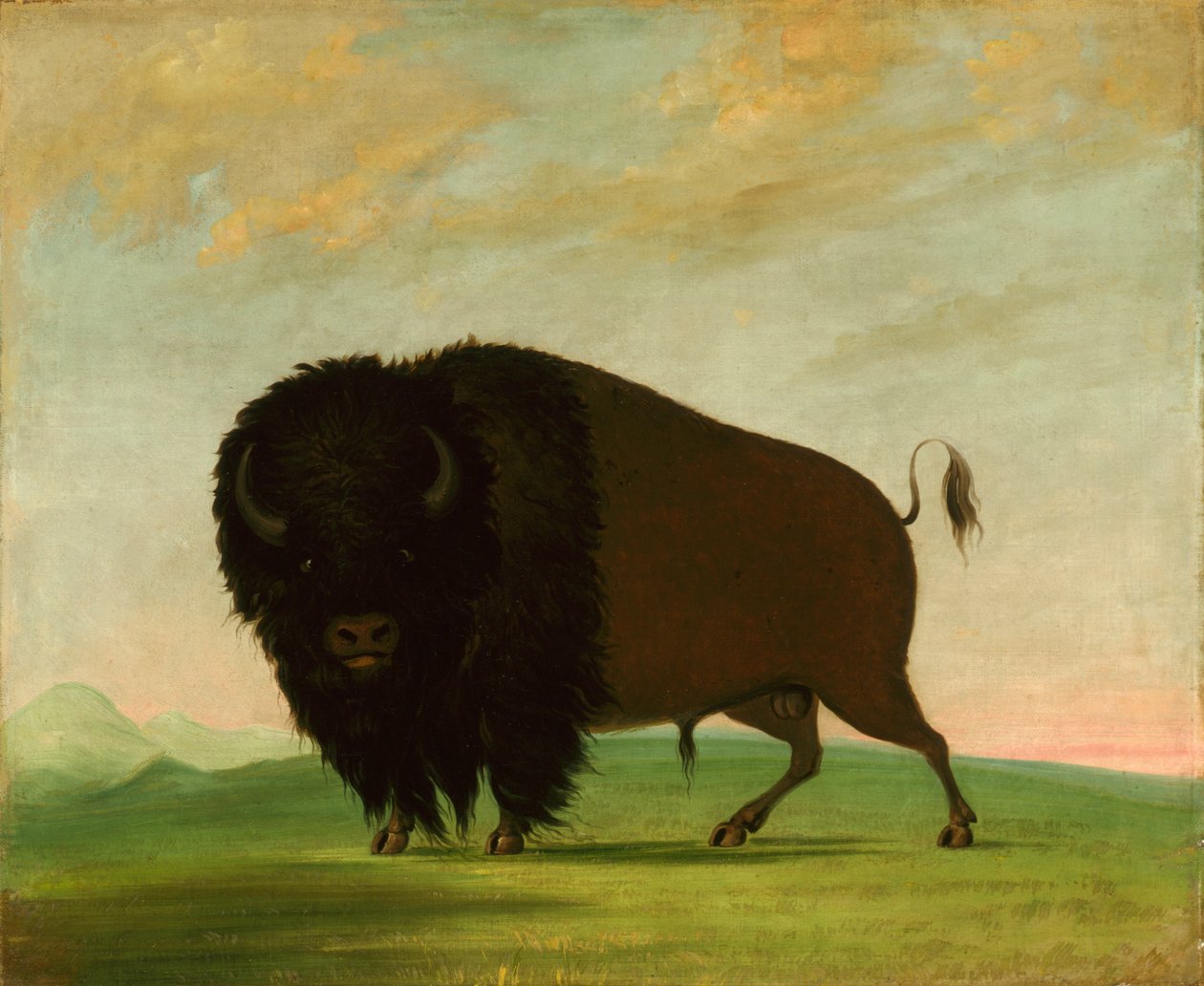 Toro búfalo, pastando en la pradera de George Catlin
