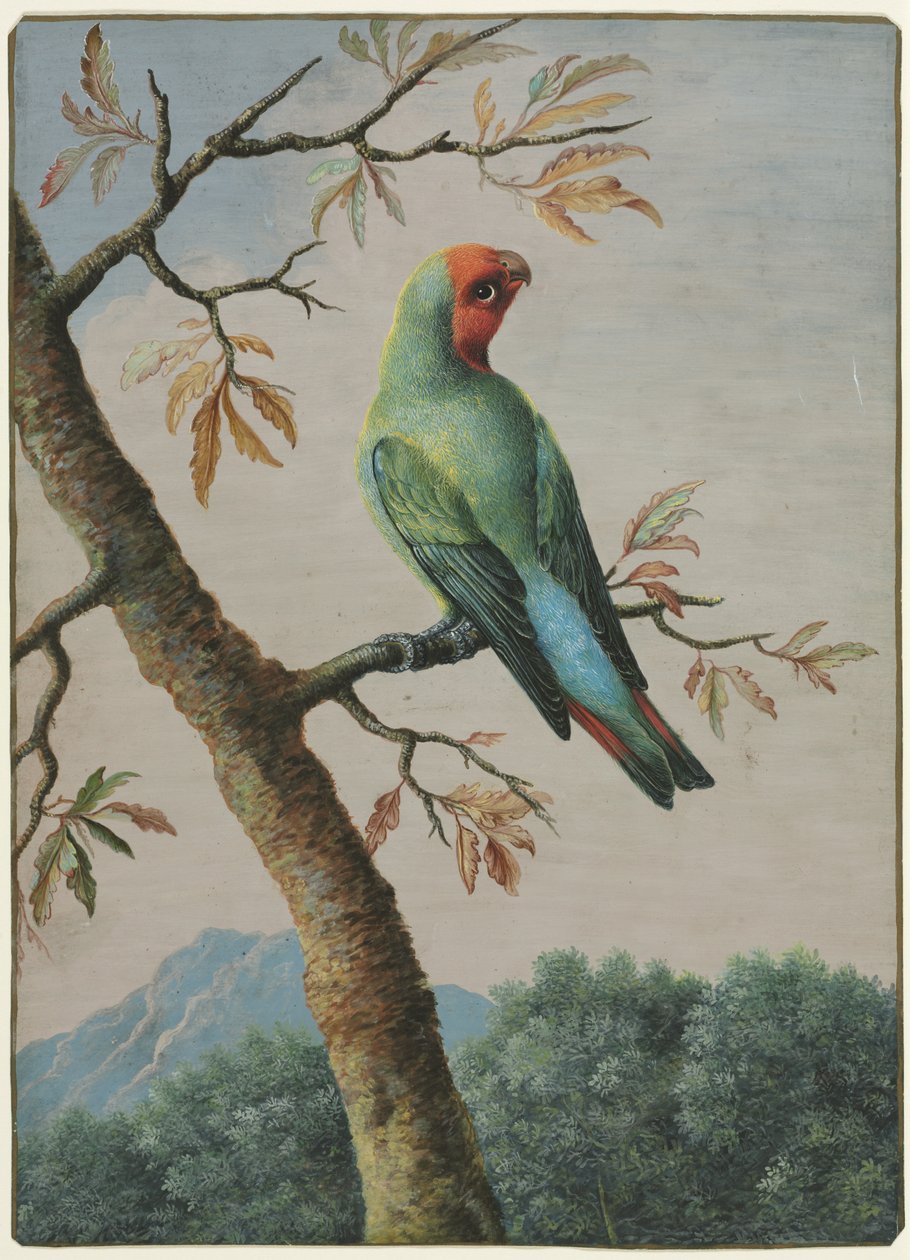Estudio de aves de George Edwards