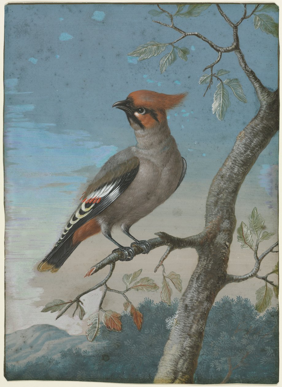Estudio de aves: Ave de cera de Bohemia de George Edwards