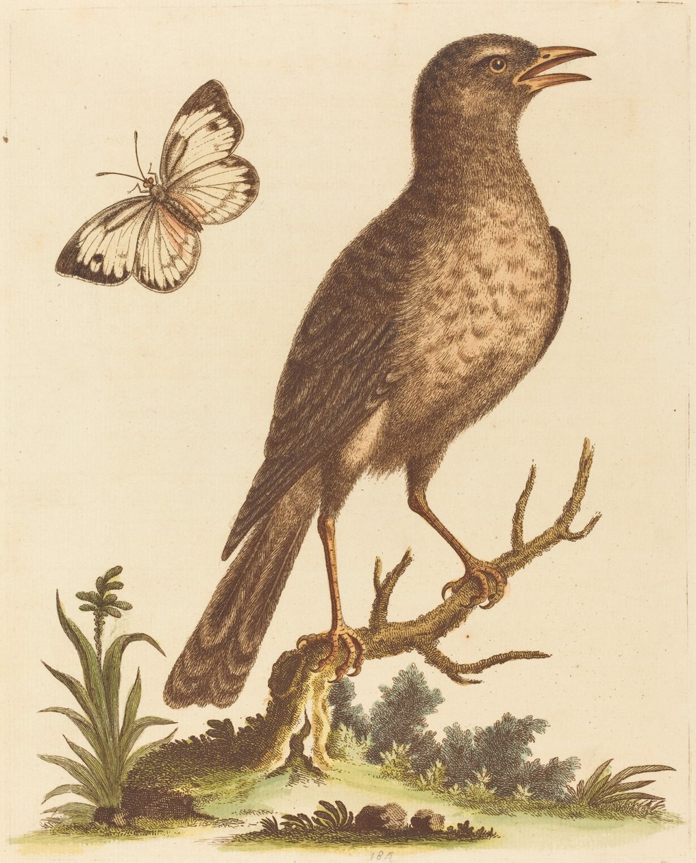 Pájaro marrón con una mariposa de George Edwards