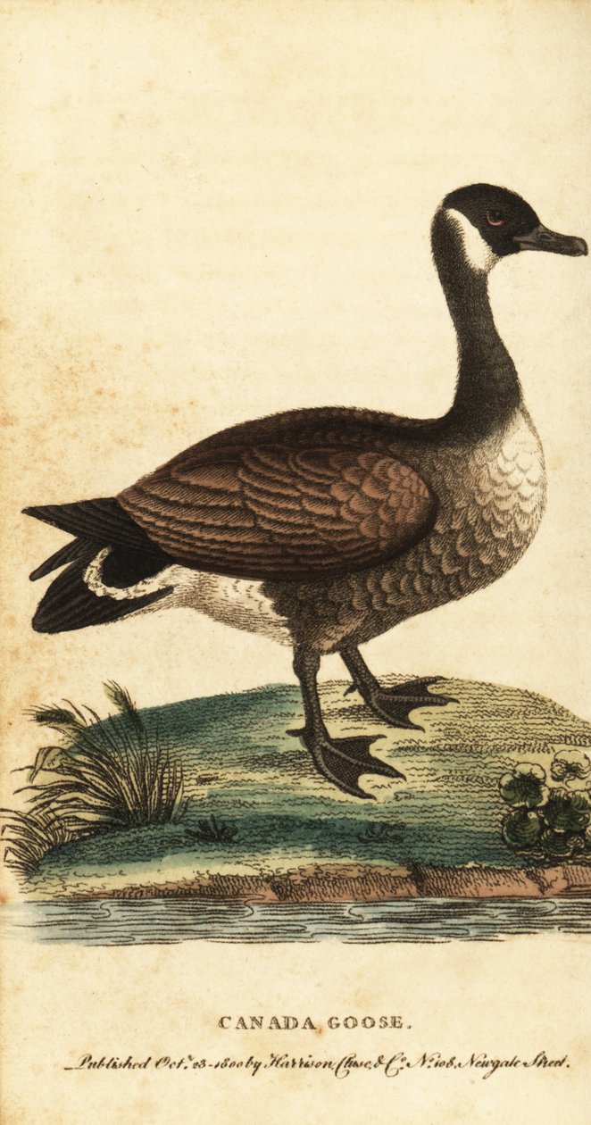 Ganso de Canadá, Branta canadensis.,1800 (grabado) de George Edwards
