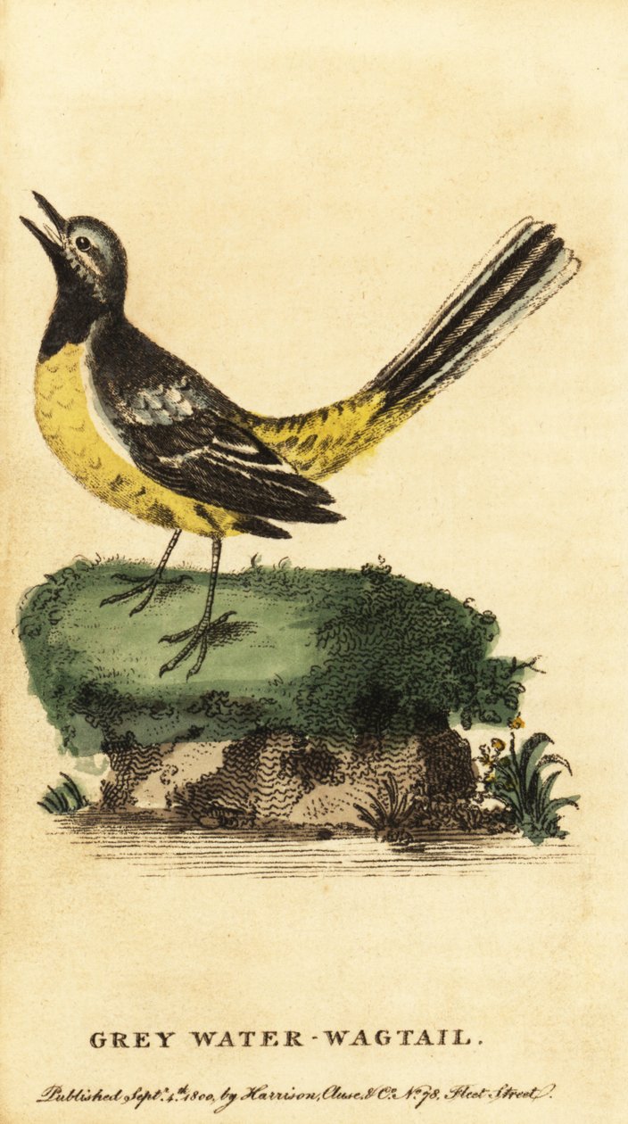 Lavandera gris, Motacilla cinerea. ,1800 (grabado) de George Edwards