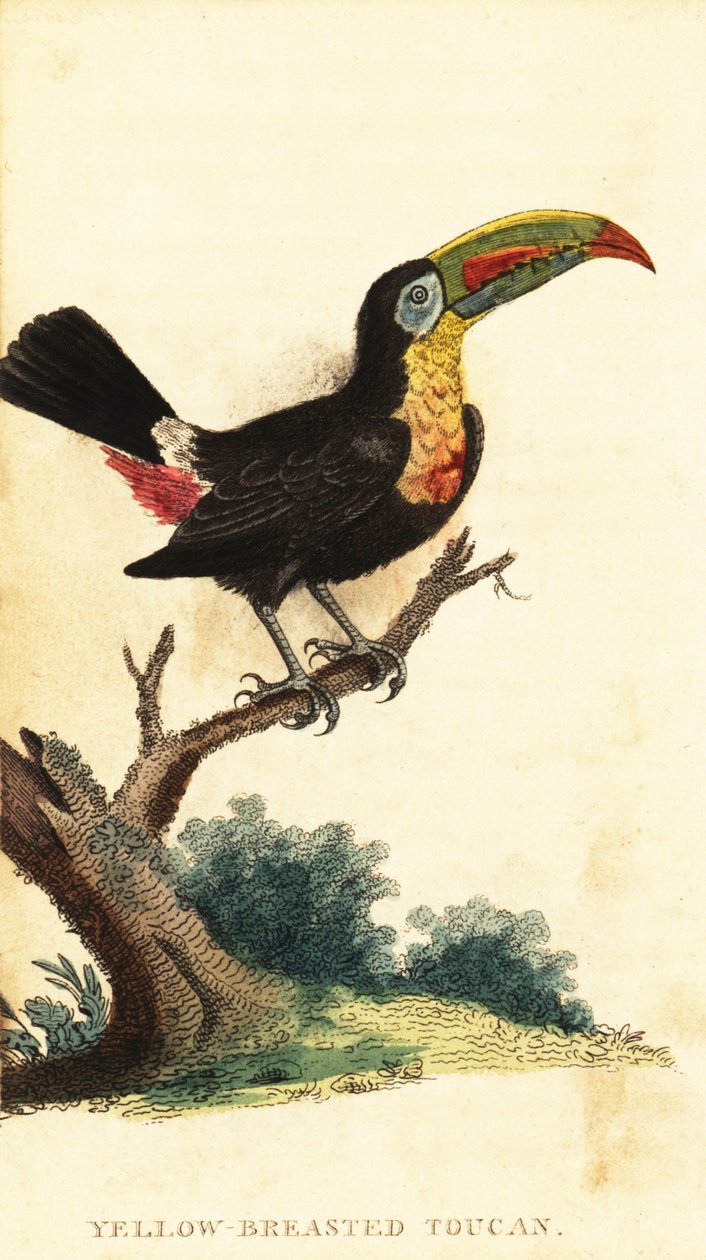 Tucán de pico de quilla, Ramphastos sulfuratus. ,1800 (grabado) de George Edwards