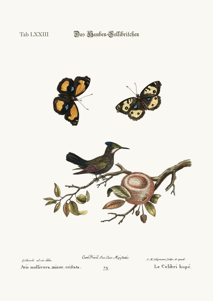 El colibrí crestado, 1749-73 de George Edwards