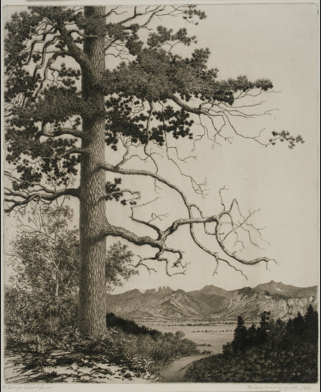Old Pine, Parque Estes de George Elbert Burr